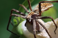 A Nursery Spider with her ball of eggs. (Pisaura mirabilis)