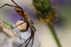 A Nursery Spider with her ball of eggs. (Pisaura mirabilis)