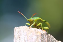 Green shield bug