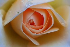 IMG_1686