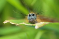 IMG_1742
