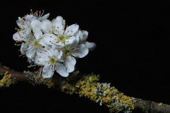 IMG_1796