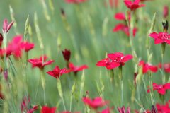 IMG_1950