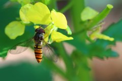 Hoverfly