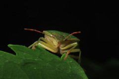 Green shield bug)