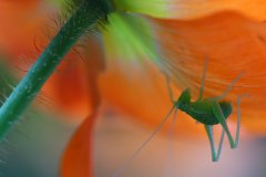 Speckled bush-cricket