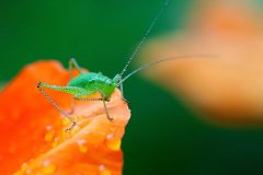 Speckled bush-cricket