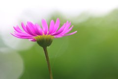 IMG_2200