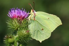 Common brimstone (Gonepteryx rhamni)