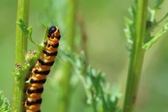 Caterpillar of the cinnabar moth (Tyria jacobaeae)