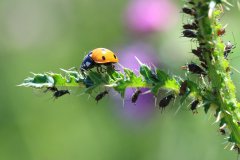 IMG_2410