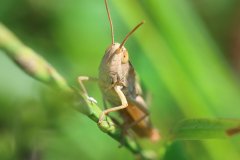 IMG_2465