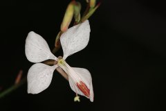 Gaura lindheimeri 'Whirling Butterflies'