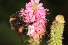 Bombus terrestris, the buff-tailed bumblebee