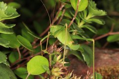 Speckled bush-cricket