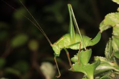 Speckled bush-cricket