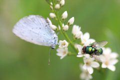 common fly with a Holly blue (Celastrina argiolus) butterfly