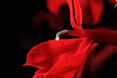 Cardinal Flower (Lobelia cardinalis)
