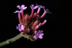 IMG_3713