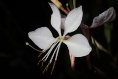 Gaura lindheimeri 'Whirling Butterflies'