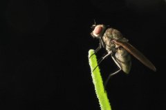 IMG_3726