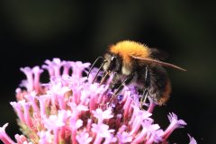 Bombus terrestris, the buff-tailed bumblebee