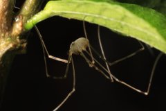 Harvestmen (Opiliones)