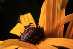 IMG_4101
