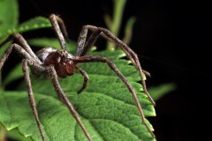 Nursery Spider (Pisaura mirabilis)