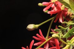 IMG_4234