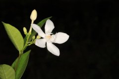 IMG_4290