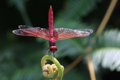 Dragonfly (Neurothemis ramburii)