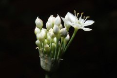 IMG_4492
