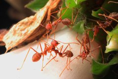 Asian Weaver Ants (Oecophylla smaragdina)