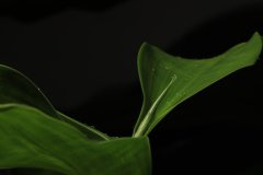 IMG_4597
