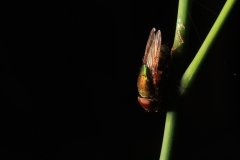 Common fly