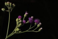 IMG_4856