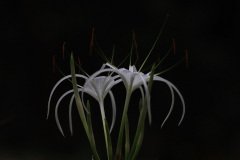 White Spider Lily, Malaysia