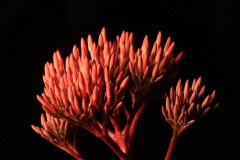 Red Ixora flower buds