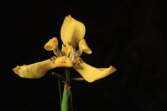 Yellow Walking Iris (Trimezia steyermarkii)