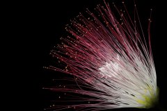 Silk tree, Albizia julibrissin