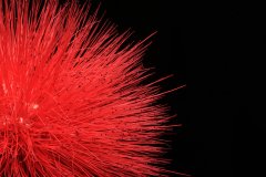 A beautiful single red flower of a fairy duster plant (Calliandra haematocephala)