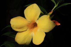 Yellow Allamanda Flower