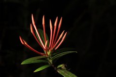 IMG_5255