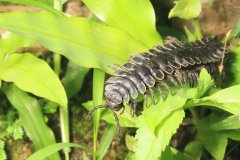 Ulat Gonggok ( Millipede) in Borneo
