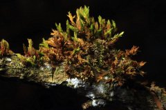 Moss on a tree