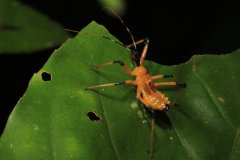 Assassin bug (Reduviidae)