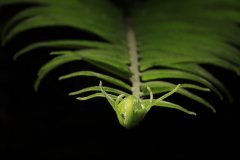 IMG_5520