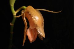Coelogyne monilirachis orchid in the Borneo rainforest