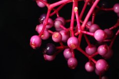 Malaysian Orchid Medinilla Myriantha
